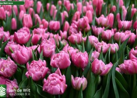 Tulipa Maitresse ® (2)